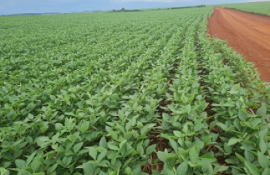 Fazenda para venda em Dourados