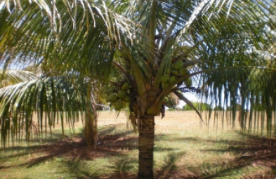 Fazenda para venda em Arandu