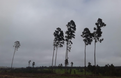 Chácara para venda em Avaré