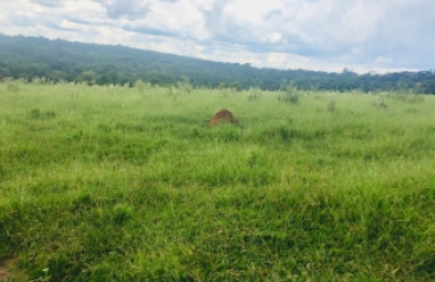 Sítio para venda em Avaré