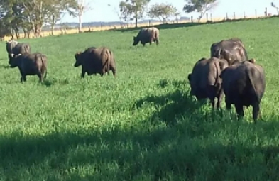 Fazenda para venda em SANTANA DO ITARARÉ
