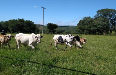 Sítio para venda em Avaré