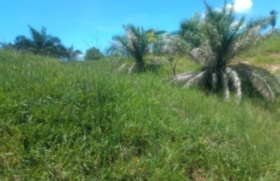 Fazenda para venda em Planalto da Serra