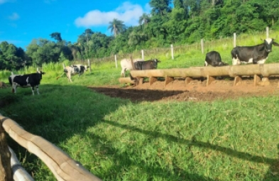 Sítio para venda em Avaré