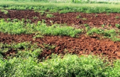 Fazenda para venda em São Manuel