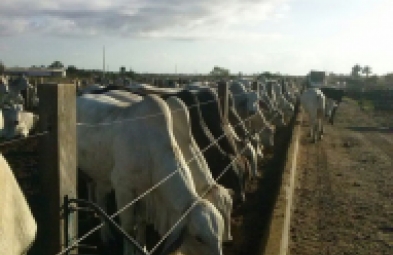 Fazenda para venda em Vale do São Francisco