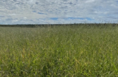 Fazenda para venda em Chapada Gaucha
