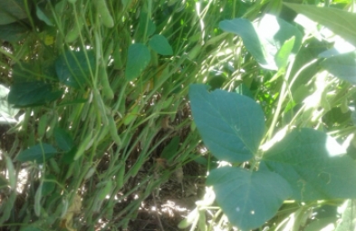 Fazenda para venda em Invinhema