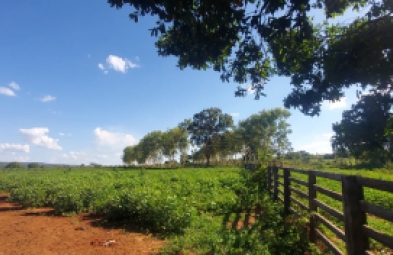 Fazenda para venda em Diamantina