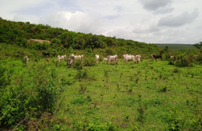 Fazenda para venda em Pedra Azul