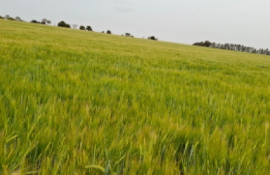 Fazenda para venda em Avaré