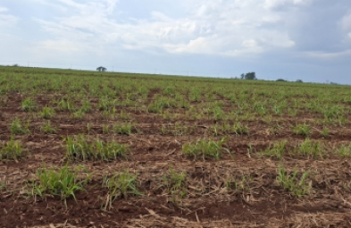 Fazenda para venda em Avaré