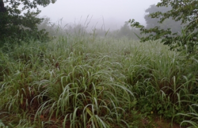 Fazenda para venda em Floriano