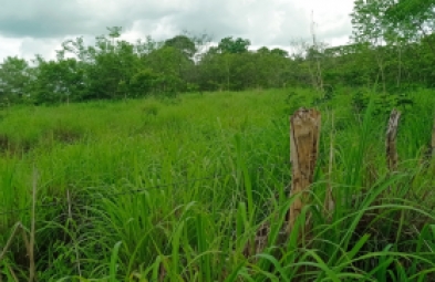 Fazenda para venda em Floriano