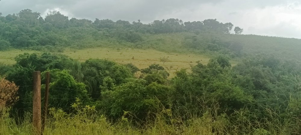 Sítio - Venda - Rural - Avare - SP