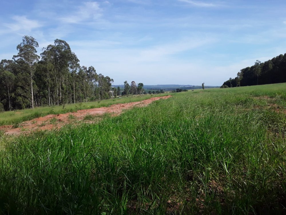 Sítio - Venda - Rural - Avare - SP