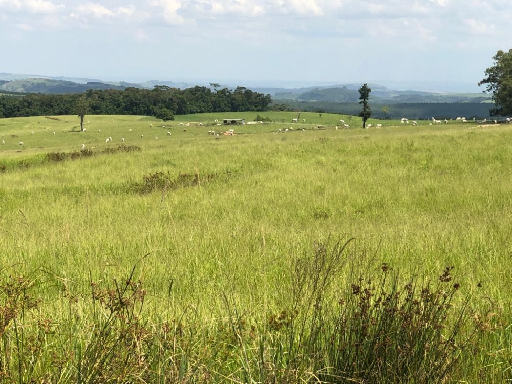 Fazenda - Venda - Rural - Riversul - SP