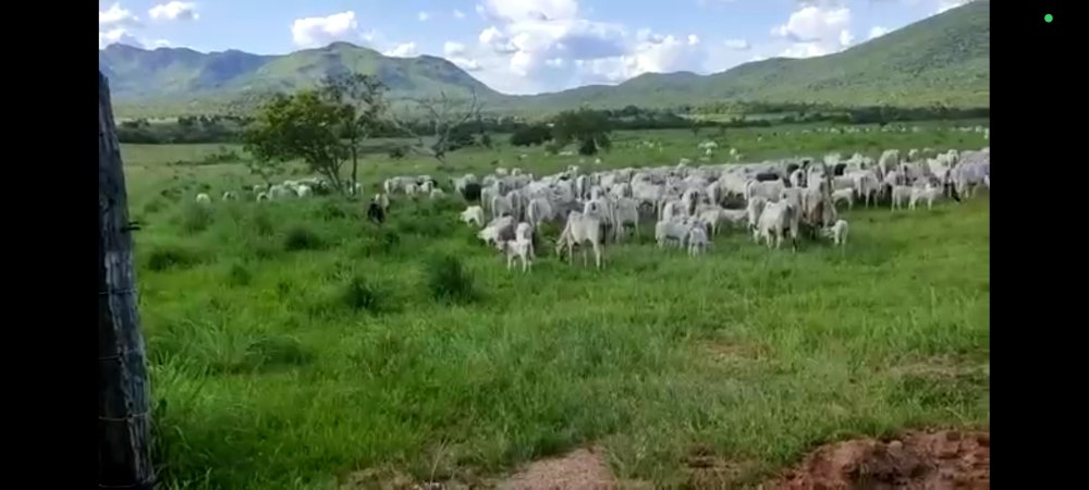 Fazenda - Venda - Rural - Monte Alegre de Gois - GO