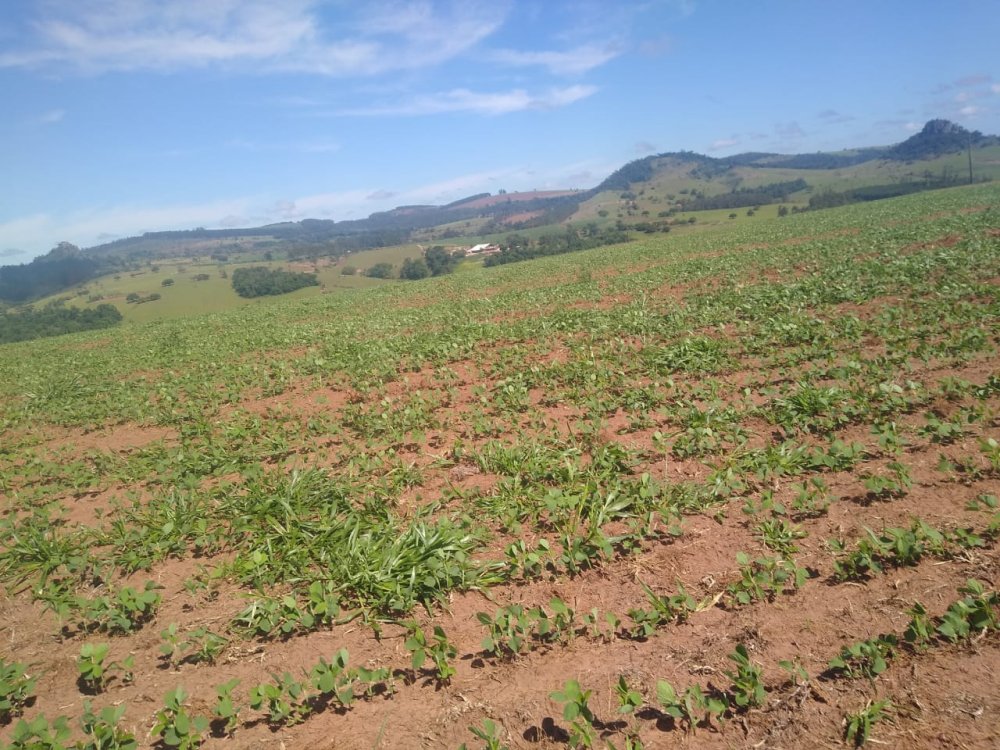 Fazenda - Venda - Rural - Piraju - SP