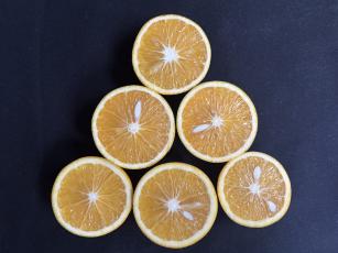 Duas novas cultivares de laranja-doce chegam ao mercado